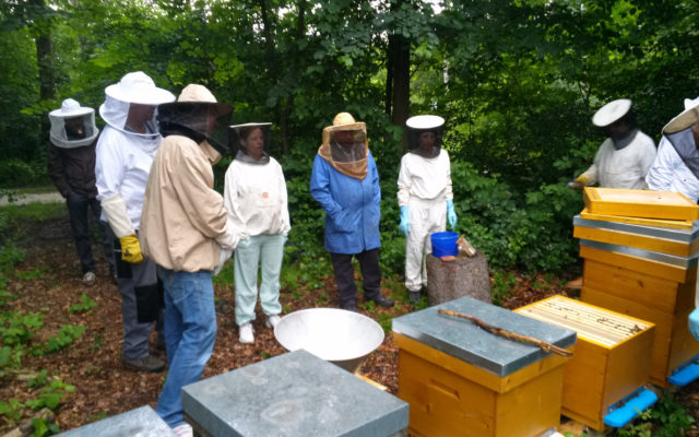 Schulung am Bienenstand